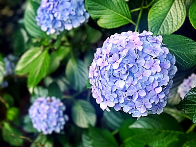 hydrangea, bunga, bunga, musim hujan, tanaman, Juni, ungu