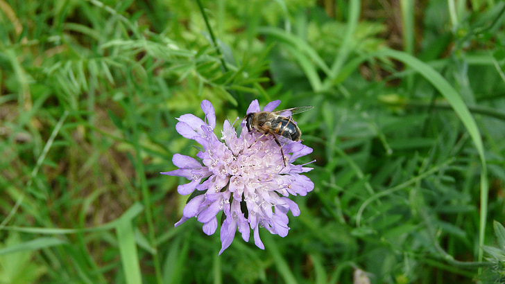 flower, bee, insects