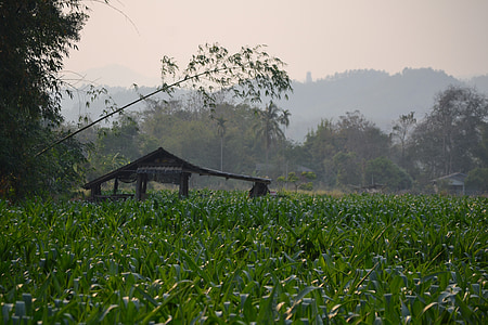 Thajsko, pole, Příroda, krajina, Asie, zemědělství, tráva