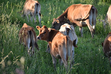 cows, cow, grazing, grass, animal, farm, meadow