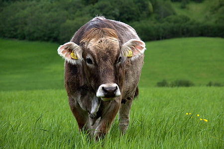 cow, grass, outdoors, green, field, cattle, meadow