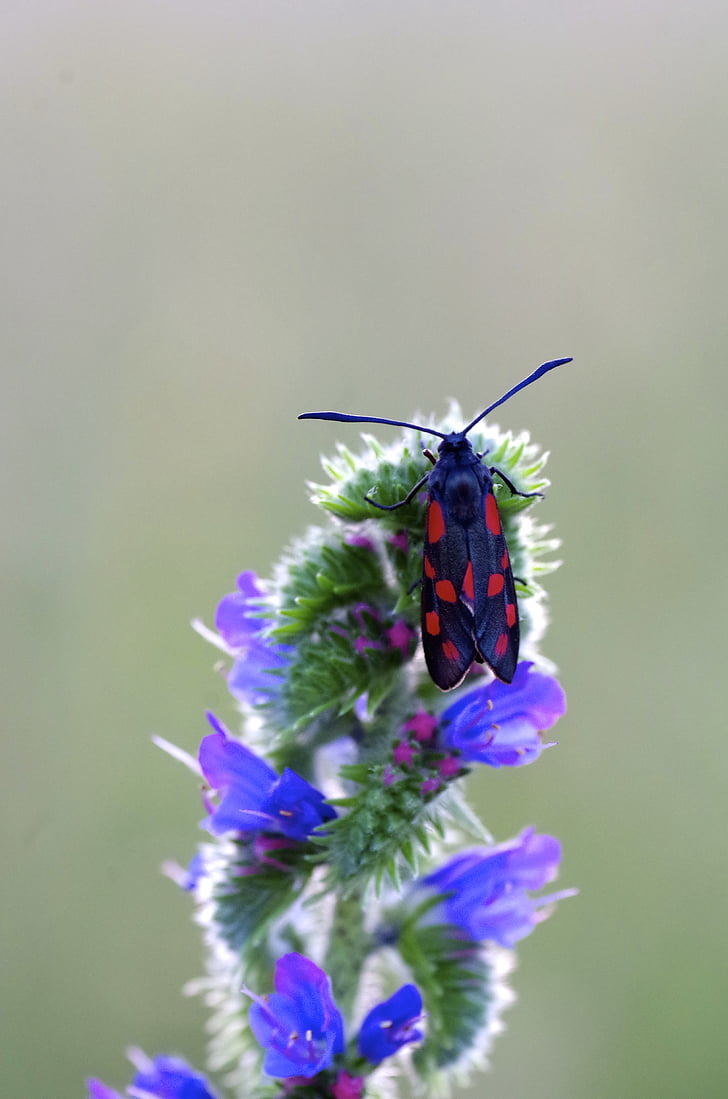 butterfly, vipérine, insect, bollenberg, flower, one animal, nature