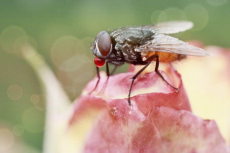 fluga, insekt, Stäng, djur, naturen, sammansättningen synar, flyga konst