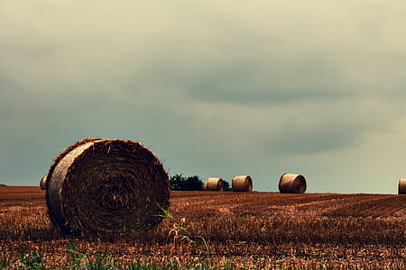 land, hay, hay bales, bale, harvest, straw bales, straw