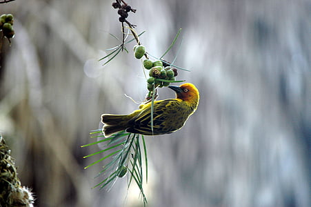 Finch, vogel, voedertijd, natuur, één dier, dierlijke thema 's, dieren in het wild