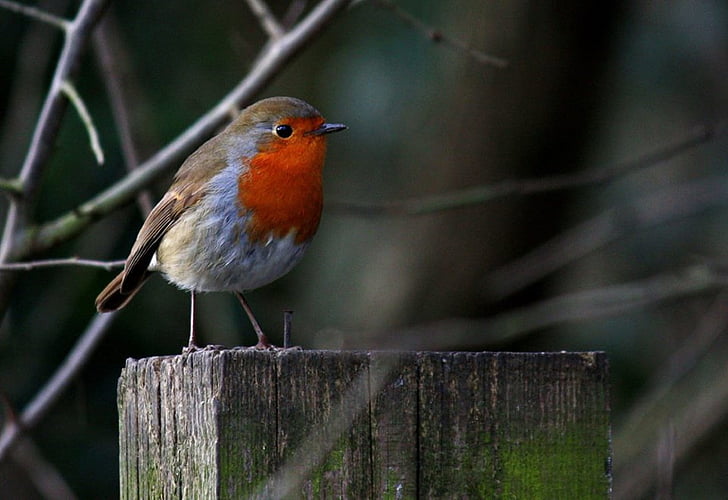 Robin, pássaro, at, natureza, vermelho, Redbreast, vida selvagem