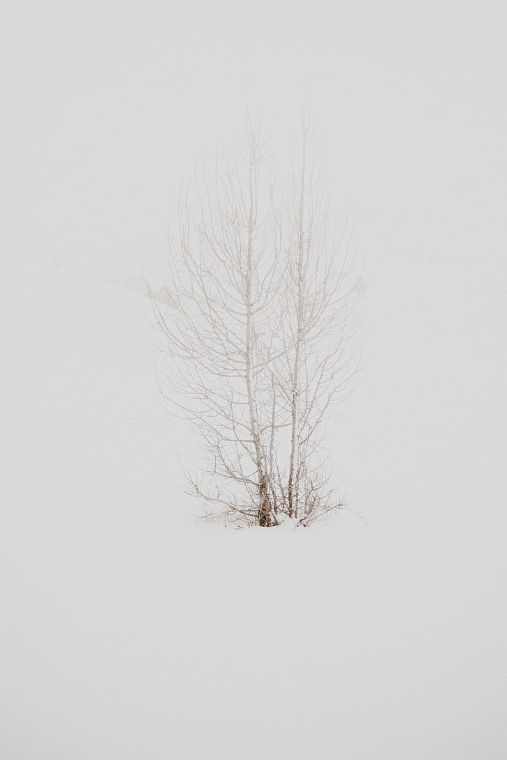 дърво, клон, растителна, природата, сняг, зимни, гора