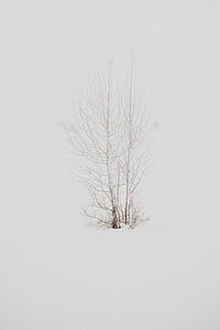 tree, branch, plant, nature, snow, winter, forest