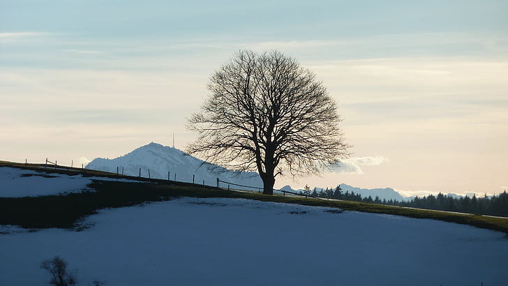 Allgäu, iarna, greened, munte, copac, peisaj, zăpadă