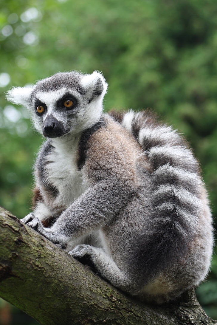 gyűrűs farkú maki, majom, félmajmok, Lemur catta, Madagaszkár, prosimians, cuki