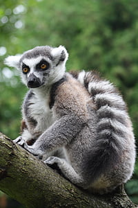halka kuyruklu Maki, maymun, Prosimian, Lemur catta, Madagaskar, prosimians, şirin
