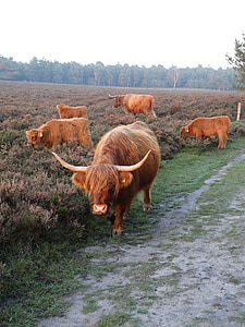 highlanders escoceses, vaca, carne de bovino, bezerros, Heide, vacas, Bois