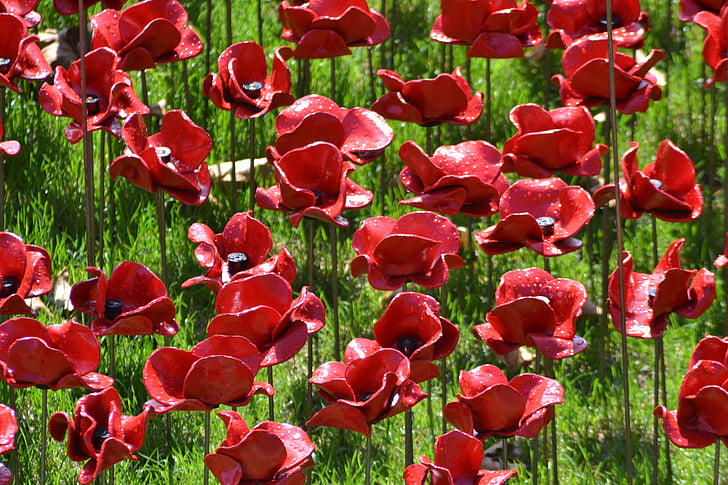 Poppies, peringatan, Menara london, merah, bunga, tidak ada orang, kelimpahan