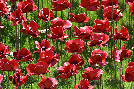 papoilas, comemoração, Torre de Londres, vermelho, flor, sem pessoas, abundância