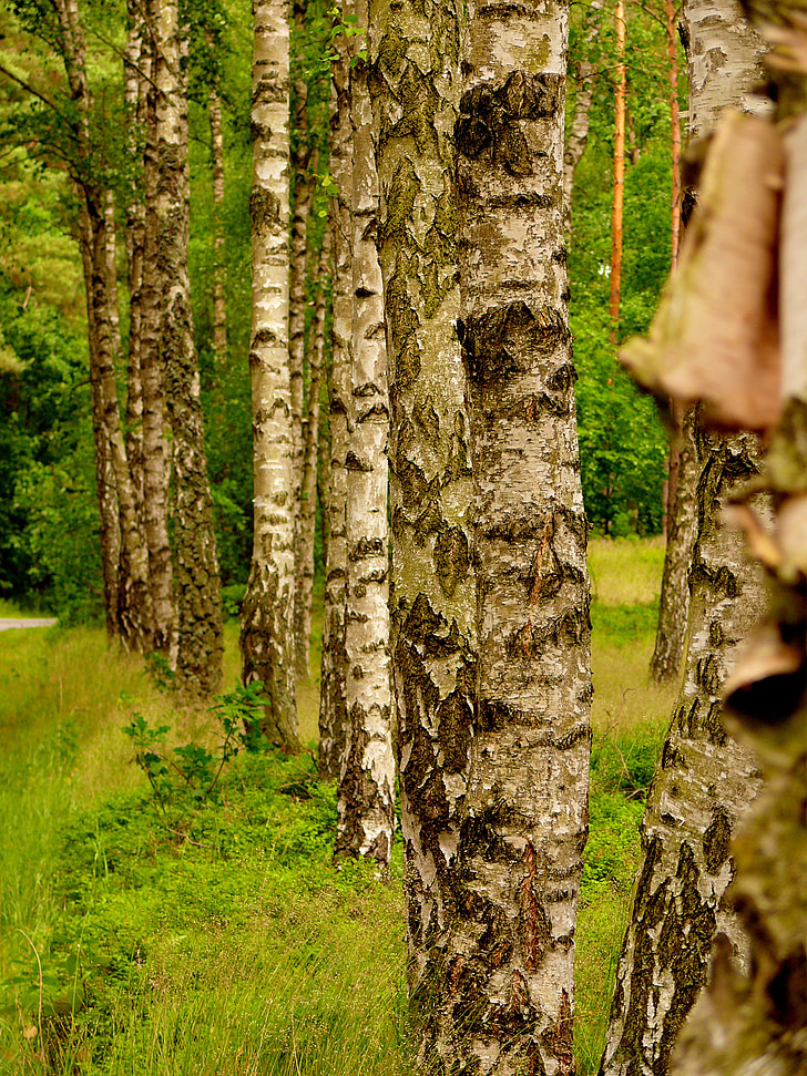 birch, series, trees, forest