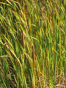 cattail, marsh, grass, pond, wetland, nature, plant