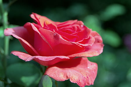 Роза, червен, Jasna, бледо, профил, цвете, Любов