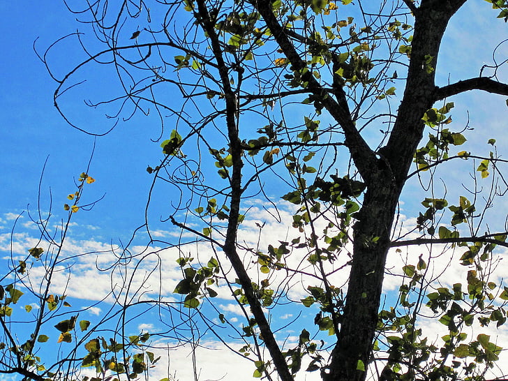 bare tree, tree, branches, leaves, sparse, sky, blue