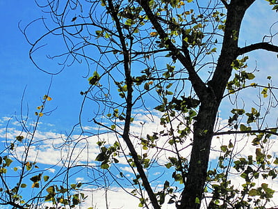 trống cây, cây, chi nhánh, lá, thưa thớt, bầu trời, màu xanh