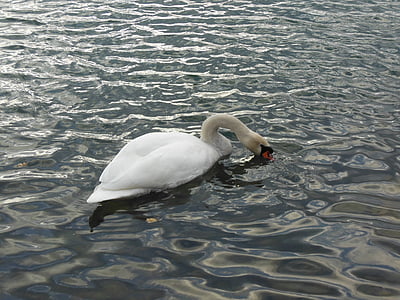 лебед, вода, птица, езеро, вода птица, перо, бяло