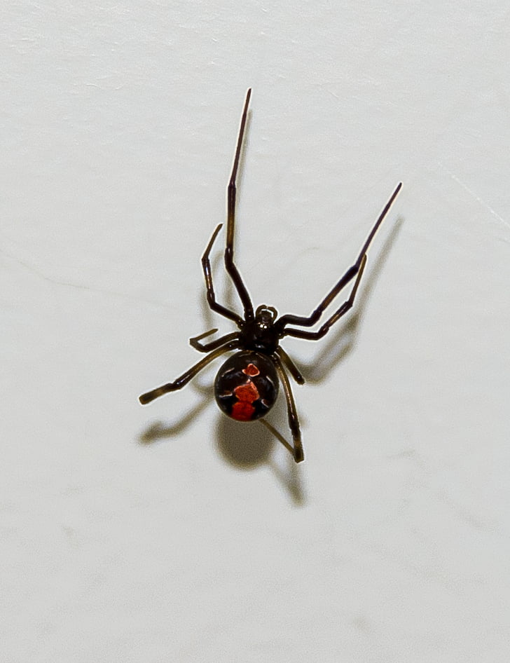 rød bakkes spider, edderkop, vilde, giftige, fare, kvinde, sort