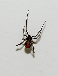 nhện đỏ sao, nhện, hoang dã, có nọc độc, nguy hiểm, nữ, màu đen