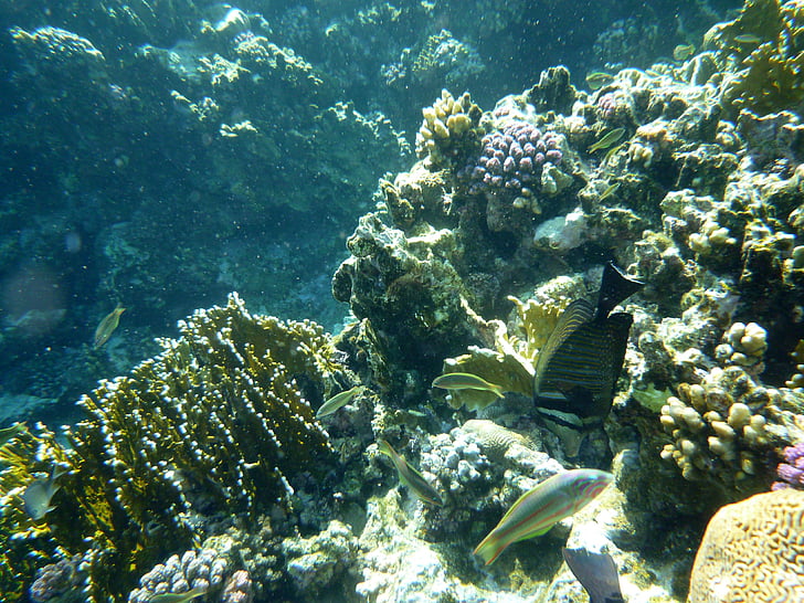 debaixo d'água, mar, peixe, Coral, animal do mar, água, mergulhadores