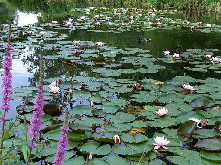 Lili air, Kolam, Tumbuhan akuatik, merah muda, alam