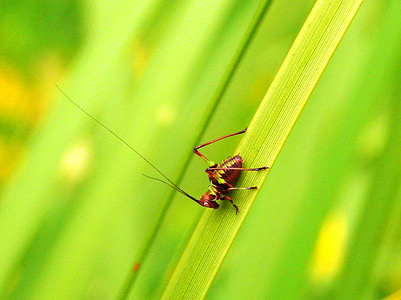 insect, invertebrate, cricket, nature, animal, antennas, nymph