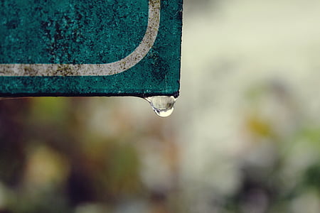 shield, drip, dewdrop, raindrop, close, drop of water, nature