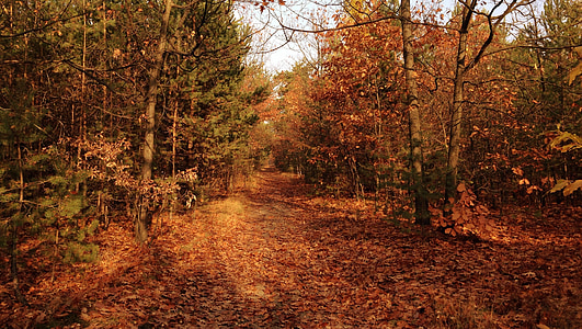 strom, podzim, listoví, kolaps, Příroda, krajina, října