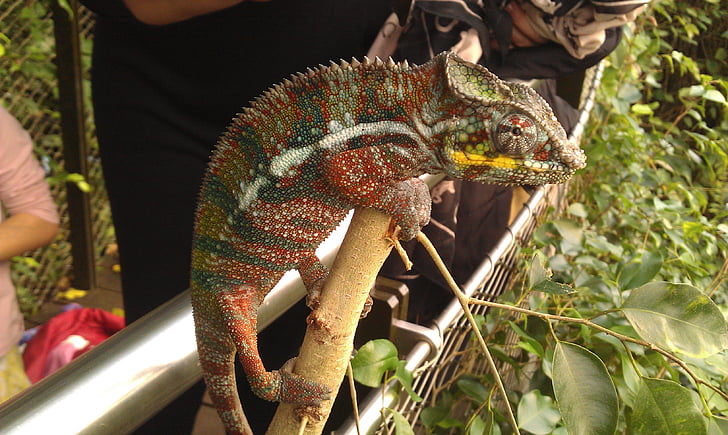 chameleon, reptile, animals