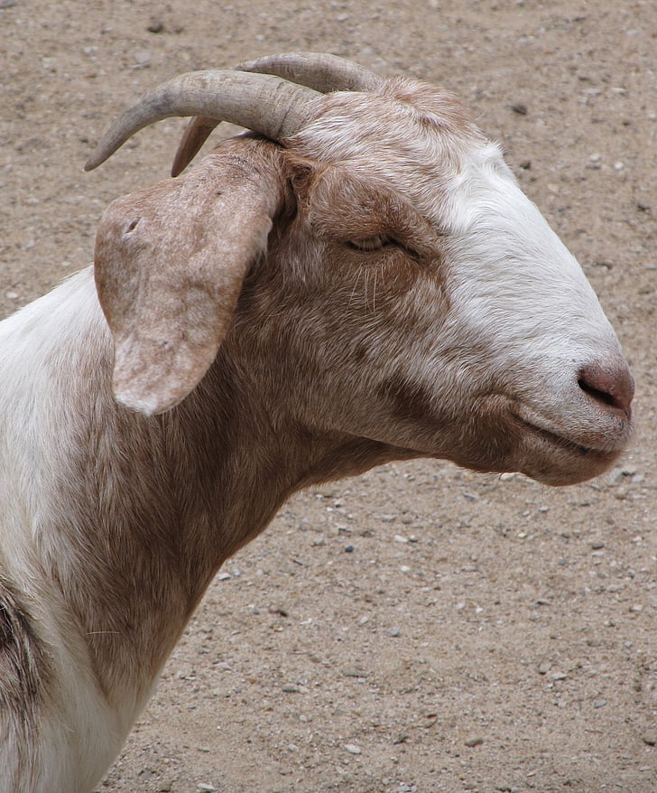 billy goat, domestic, pet, horns, portrait, profile, head
