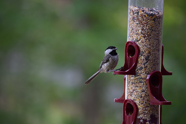 bird, chickadee, bird feeder, eating, songbird, ornithology