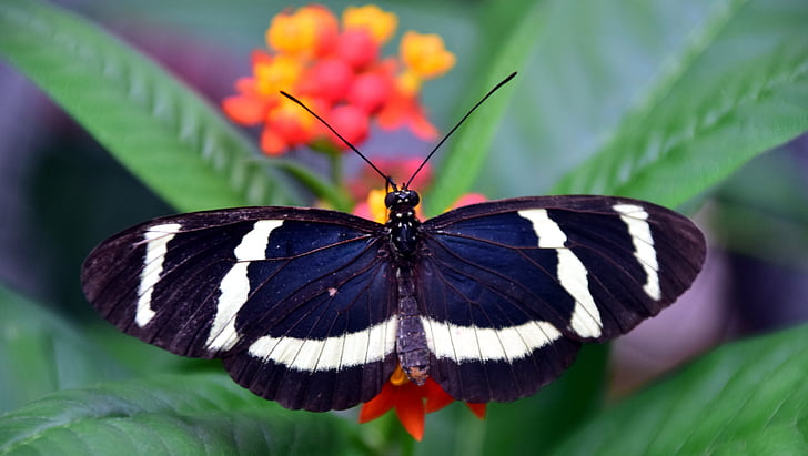 passie vlinder, vlinder, exotische, tropische, insect, vleugel, kleurrijke