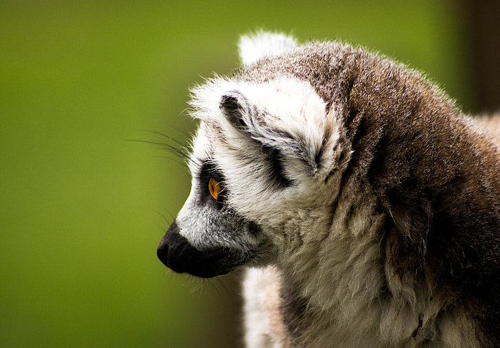 kroužek tailed lemur, Madagaskar, volně žijící zvířata, Lemur, zvíře, Příroda, savec