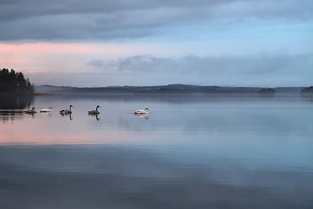 swan, nature, peace, autumn, finnish, summer house, cottage