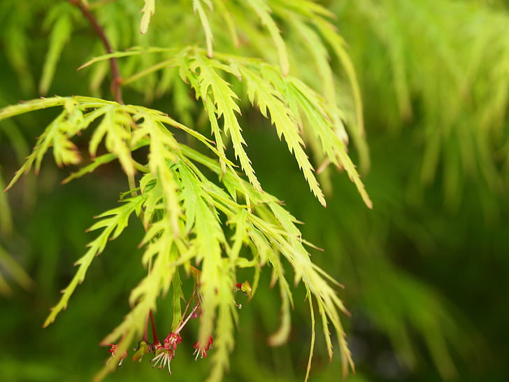 folha, macro, Primavera, natureza, planta, folhas