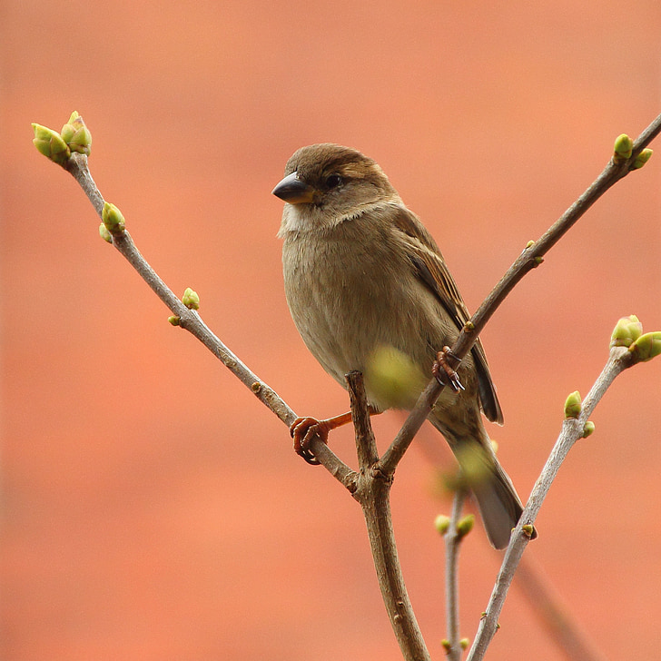 sperling, songbird, sparrow, bird, nature, branch, sitting