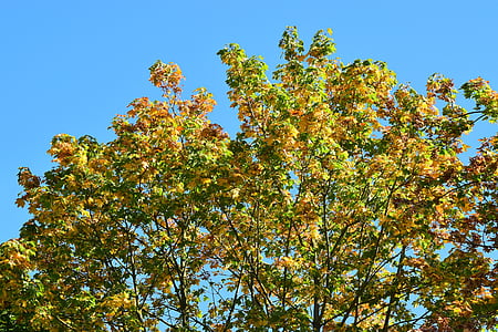 oktober, høst, blader, gylden, gyldne høsten, fallet løvverk, Golden oktober