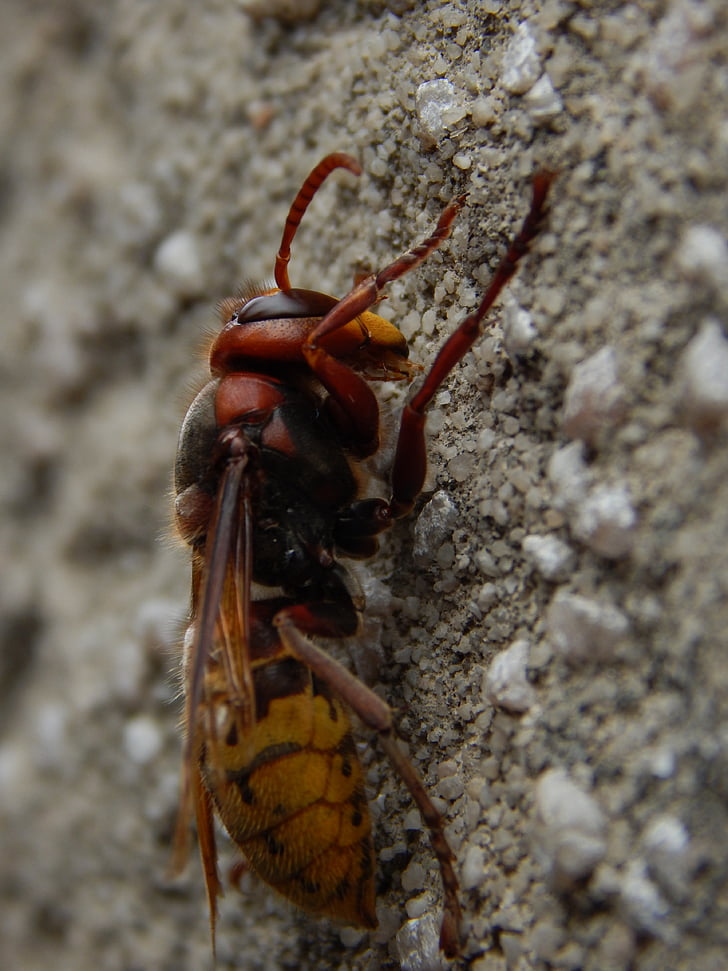 hornet, insect, close, macro, animal
