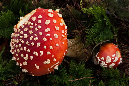 babuške, Amanita muscaria, mali, veliki, gljiva, šešir, Crveni