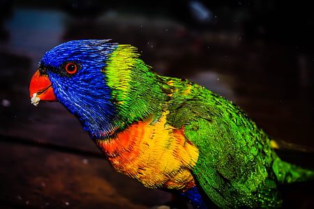 Foto, azul, verde, rojo, con plumas, pájaro, ojo