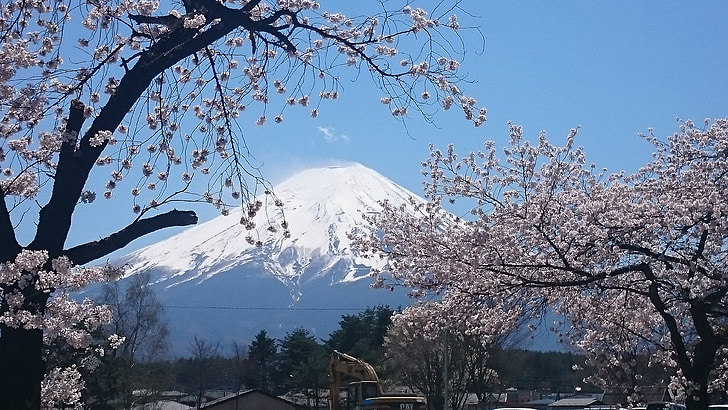 mt fuji, cherry, cherry blossoms, sakura, spring