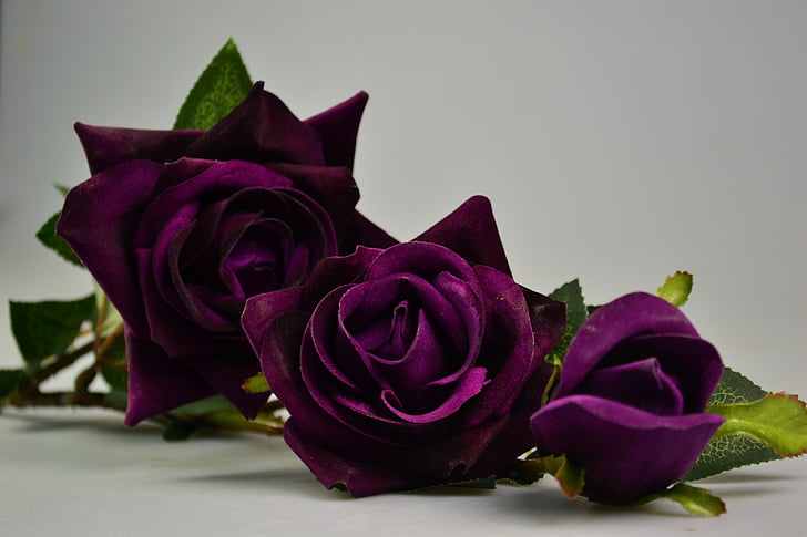 Bluelover, sivo ozadje, vijolična, Rose