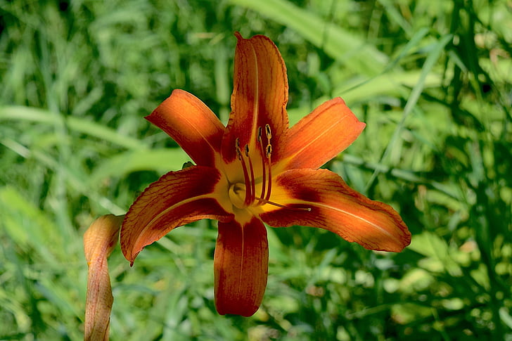 bloem, Tiger lily, dag lily, Bloom, zomer, Tuin, natuur