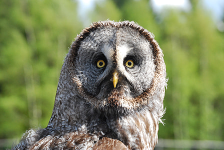 owl, surprised, bird, predator, nature, wildlife, bird of Prey