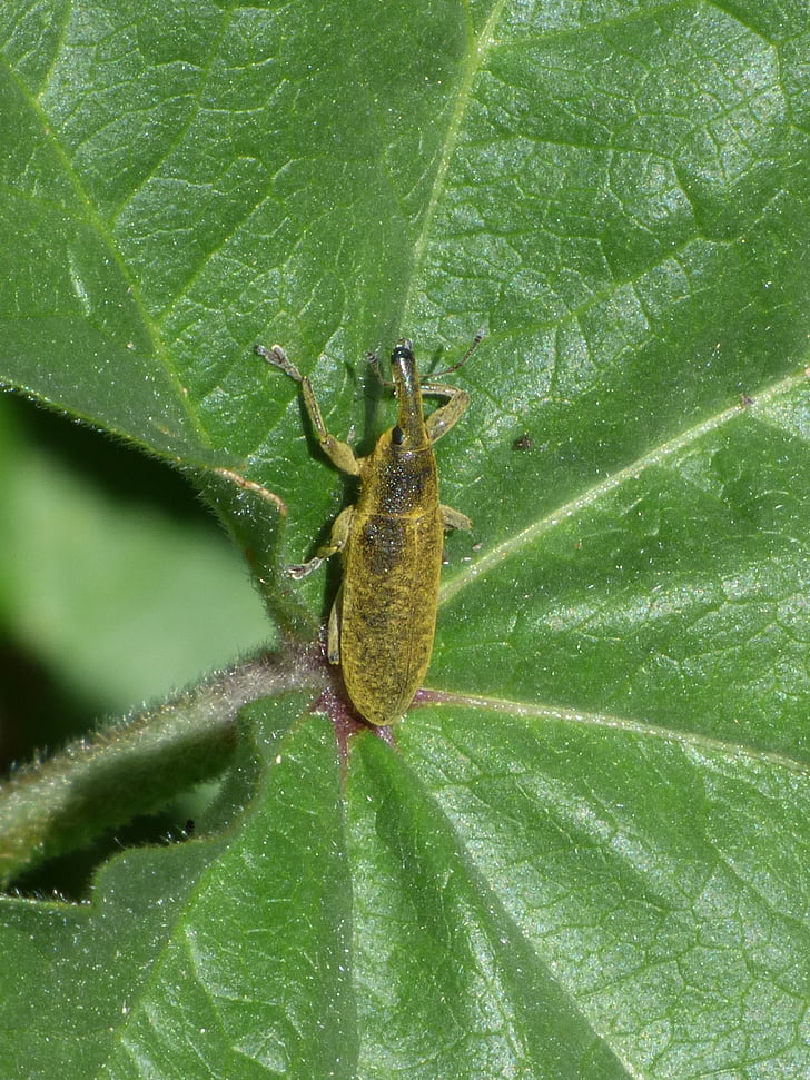 Lixus angustatus, Lixus, Beetle mallows, Morrut av dem Rozier, Leaf, Malva