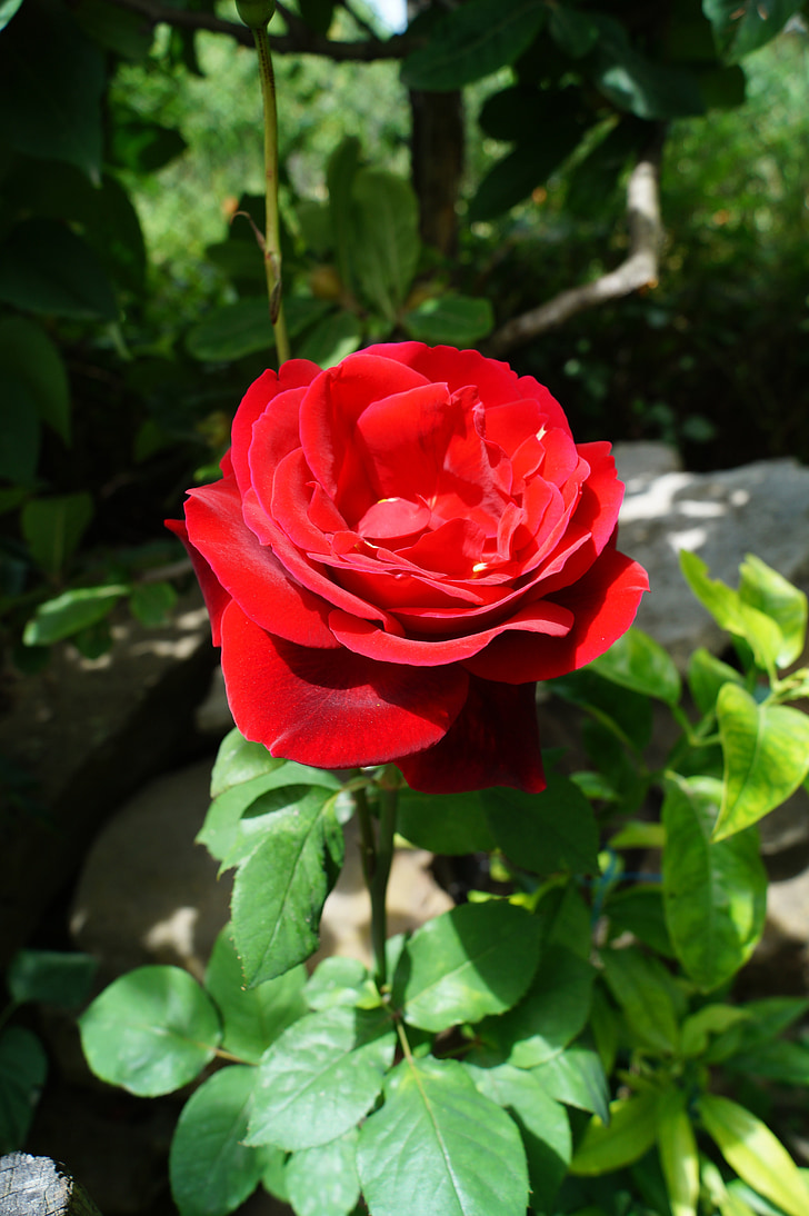 punainen ruusu, kevään, kesällä, kaunis kukka