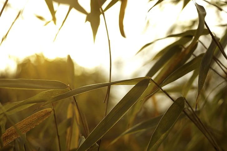 green, leaf, plant, nature, blur, morning, outdoors